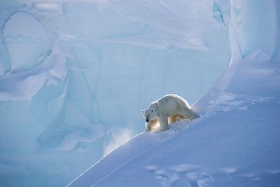 Ours polaire - Ile de Baffin - Canada