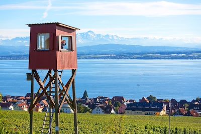 Vignoble à Hagnau am Bodensee - Lac de Constance - Allemagne