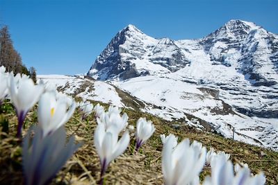 L'Eiger, le Moench et la Jungfrau - Suisse