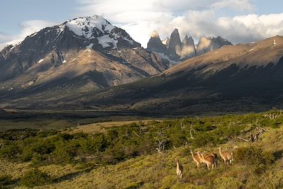 Guanacos dans le Parc National Torres Del Paine - Chili