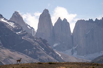 Guanaco devant les pics granitiques de Torres Del Paine - Patagonie - Chili