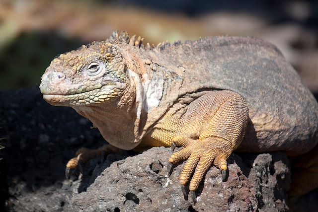 Voyage Ile de Pâques et Galápagos