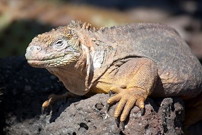 Iguane terrestre - Iles Galapagos - Equateur