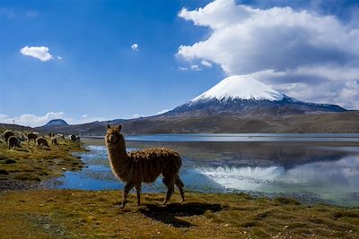 Le Volcan Parinacota et le lac Chungara dans le Parc National Lauca - Chili