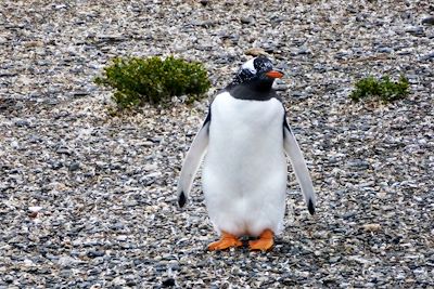 Manchot papou au bord du canal de Beagle à Ushuaia - Argentine