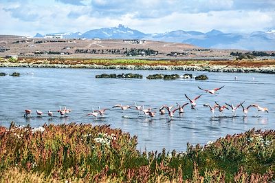 Laguna Nimez - El Calafate - Patagonie - Argentine