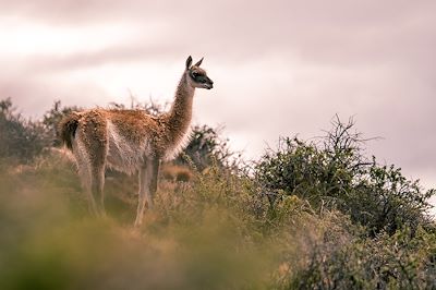 Jeune guanaco dans la steppe patagonienne - Patagonie - Argentine