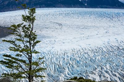 Glacier Grey - Parc national Torres del Paine - Patagonie - Chili