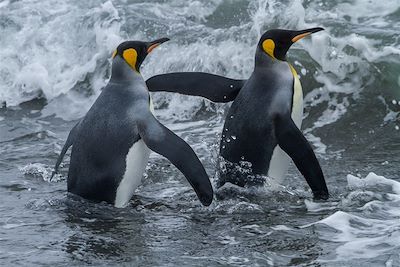 Manchots royaux - Antarctique