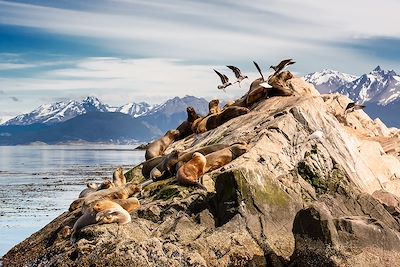 Lions de mer sur le Canal de Beagle - Ushuaïa - Argentine