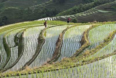 Rizière de Longsheng - Chine 