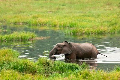 Parc national de Nouabalé-Ndoki - République du Congo