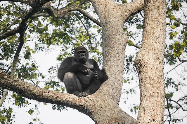 Voyage Douce croisière au cœur du Congo