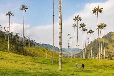 Vallée de Cocora - Parc Naturel National Los Nevados - Colombie