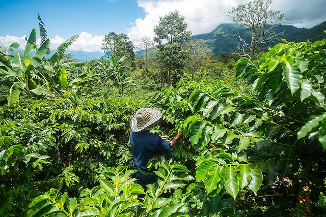 Voyage Arômes de Colombie : région du café et Caraïbes