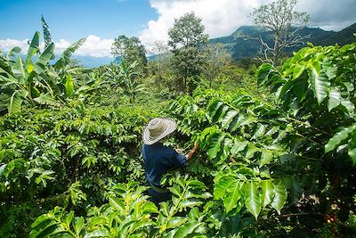 Cultivateur dans un champs de café - Colombie