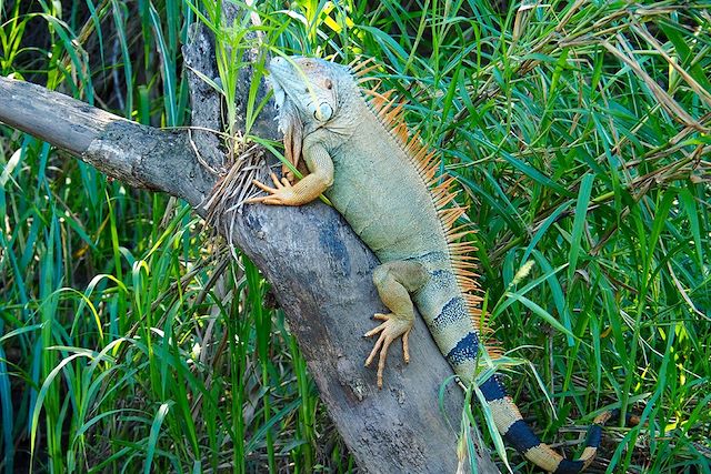 Voyage L'écotourisme de Boca Tapada à Nicoya