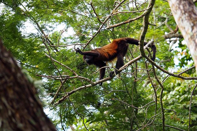 Voyage Petits baroudeurs sur la trace des singes hurleurs