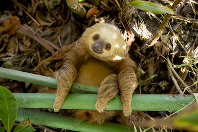 Voyage Costa Rica