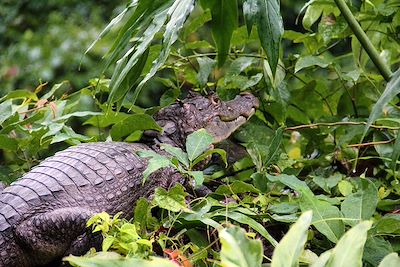 Nature et sensations fortes au Costa Rica