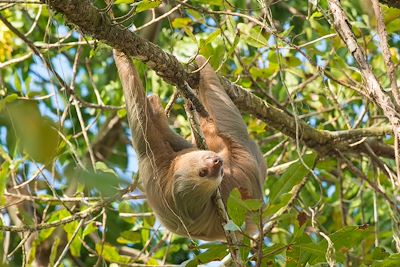 Paresseux à deux doigts (Choloepus didactylus) - Costa Rica