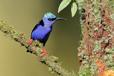 Oiseau Cyanerpes - Costa Rica