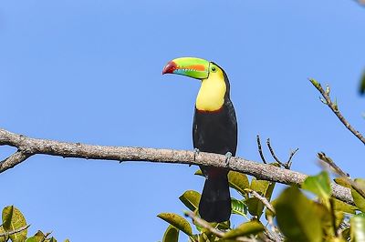 Toucan à carène - Costa Rica