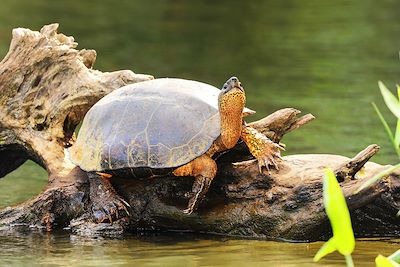 Tortue de Rivière Noire - Tortuguero - Costa Rica