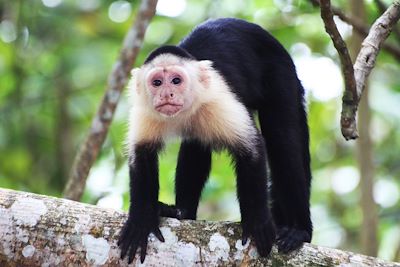 Singe dans le Parc National de Cahuita - Costa Rica