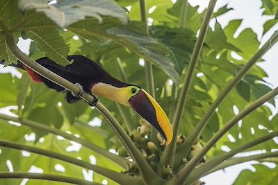 Toucan tocard (Ramphastos ambiguus) - Costa Rica