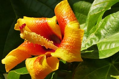 Le Parc Naturel de Topes de Collantes - Cuba