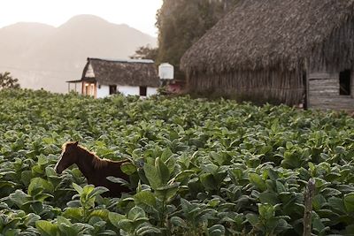 Cheval dans une plantation de tabac à Cuba