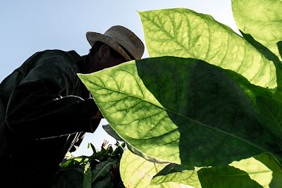 Un fermier dans un champs de tabac - Cuba 