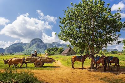 Fermier, region de Vinales - Cuba