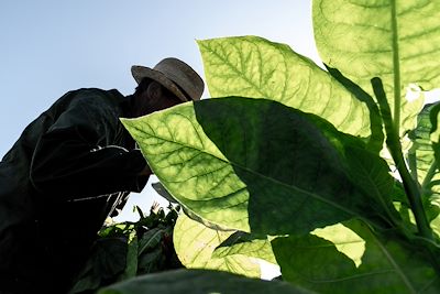 Un fermier dans un champs de tabac - Cuba 