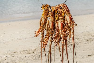 Langoustes fraichement pêchées à Cuba 