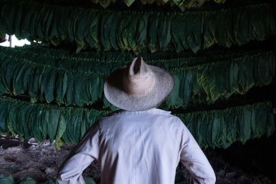 Un fermier dans un champs de tabac - Cuba 