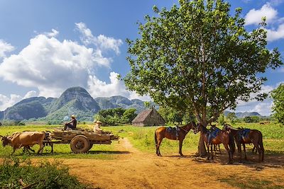 Fermier, region de Vinales - Cuba