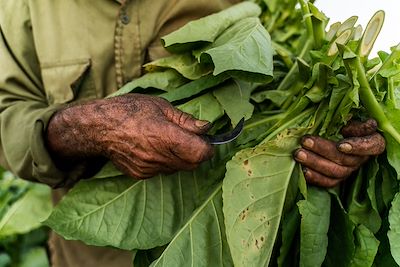 Collecte de tabac dans la vallée de Viñales - Province de Pinar del Río - Cuba