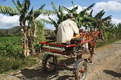 Dans la Vallée de Viñales - Cuba