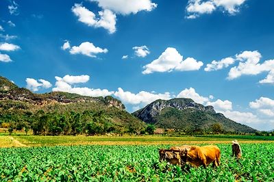 Laboureur - Vallée de Viñales - Province de Pinar del Río - Cuba