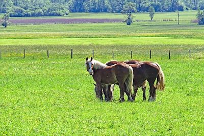 Prairies de Bavière - Allemagne