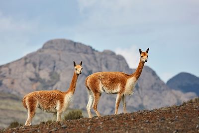 Vigognes dans la région de Cotopaxi - Equateur