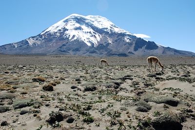 Vigognes au pied du volcan Chimborazo - Équateur