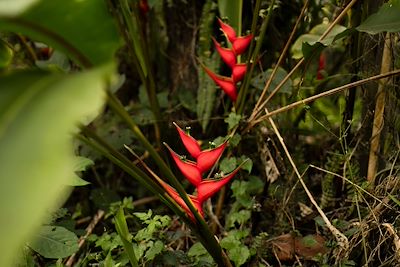 Plante Heliconia farinosa - Equateur