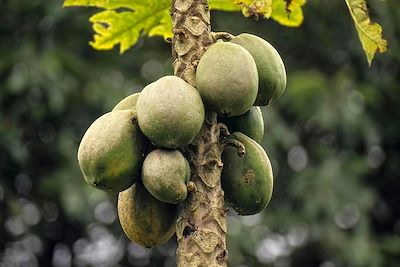 Papayer - Equateur