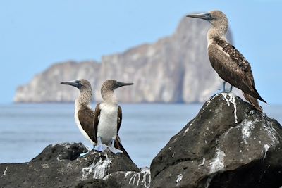 Fous à pattes bleues devant le Kicker Rock - Equateur