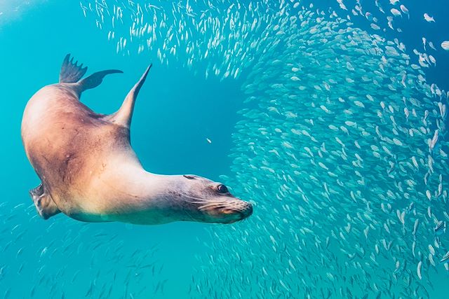 Voyage Objectif Galápagos