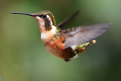 Colibri - Equateur