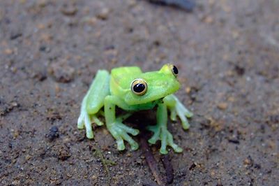 Grenouille - Equateur